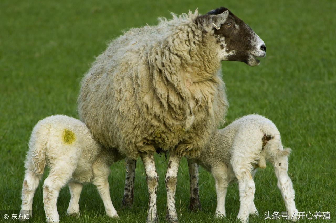 头胎母羊产后怎么护理,产后母羊该咋护理呢