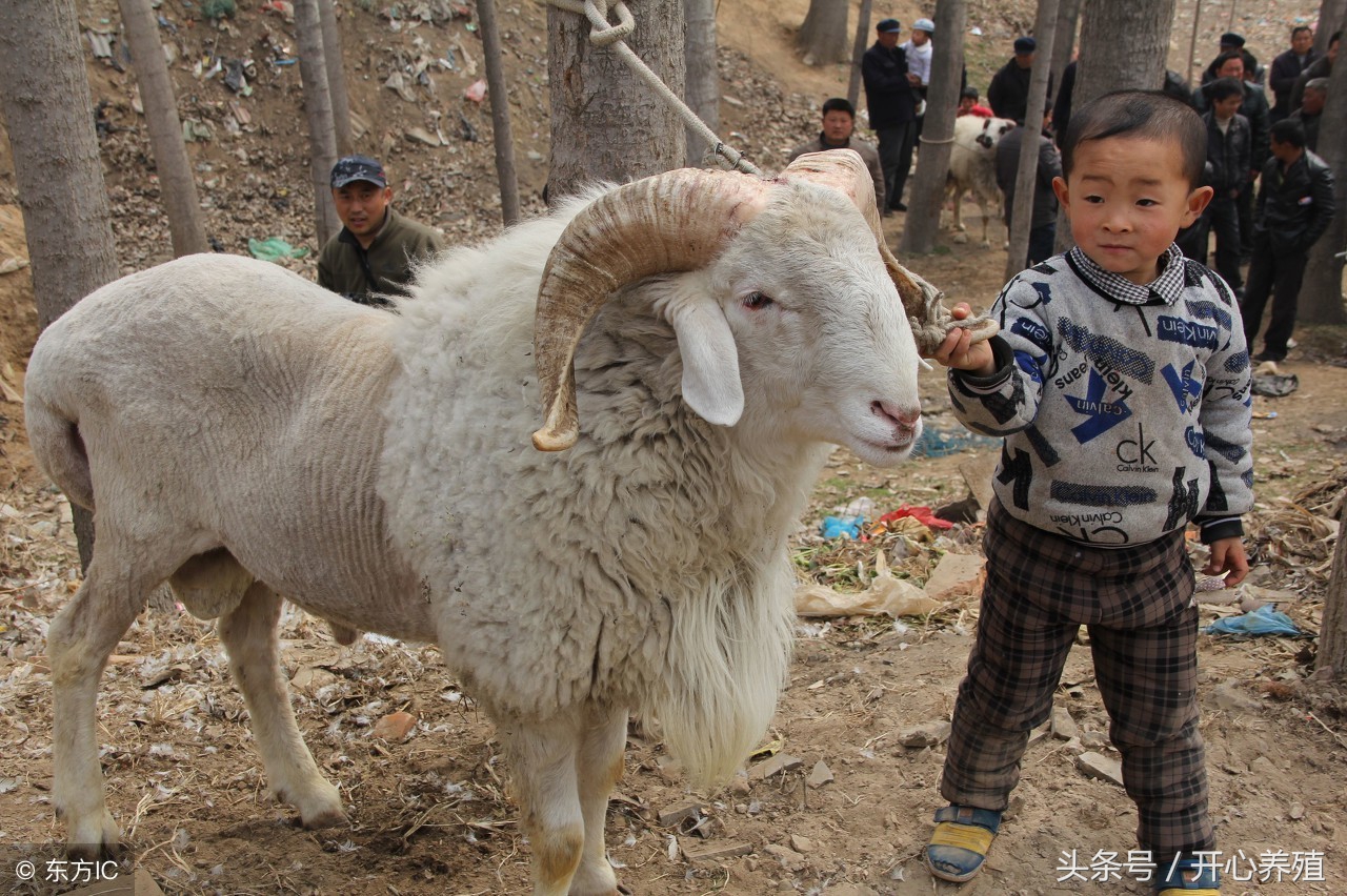 头胎母羊产后怎么护理,产后母羊该咋护理呢