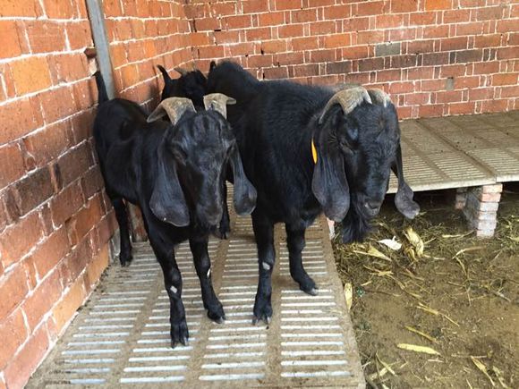 哪里有大型黑山羊,散养的黑山羊是哪里的