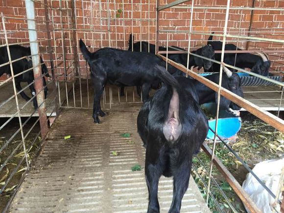 哪里有大型黑山羊,散养的黑山羊是哪里的