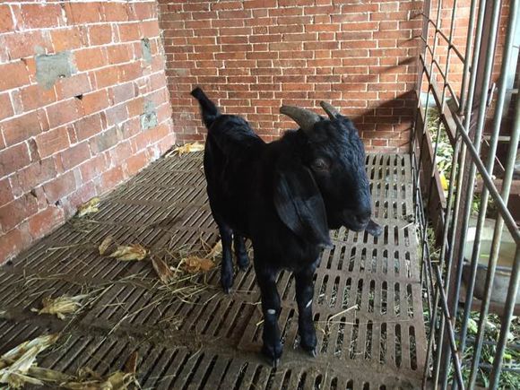 哪里有大型黑山羊,散养的黑山羊是哪里的