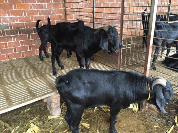 哪里有大型黑山羊,散养的黑山羊是哪里的