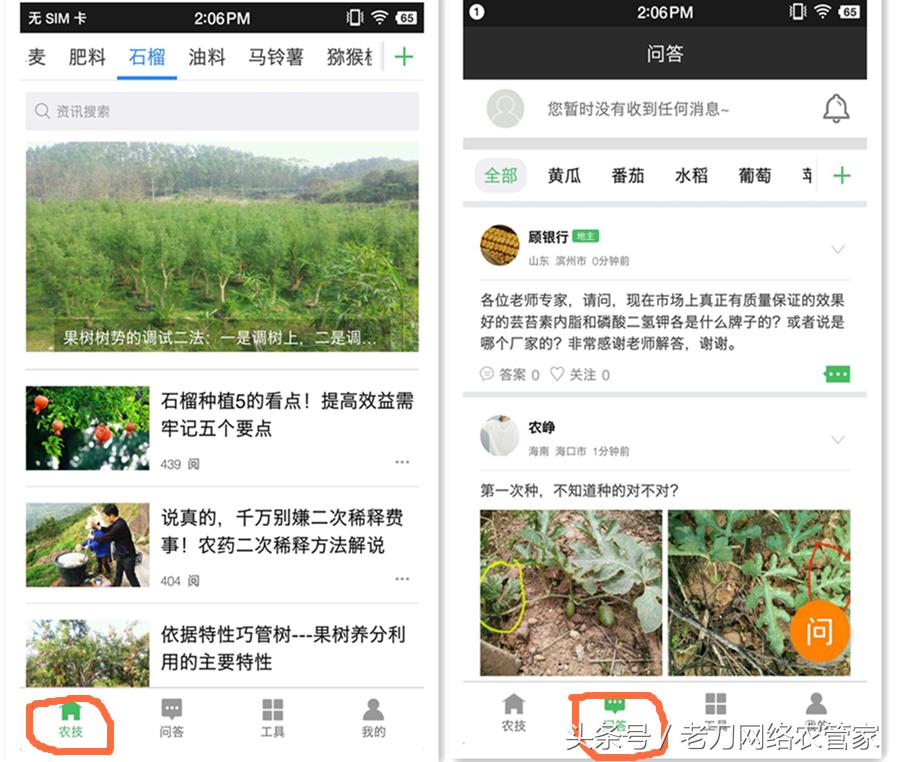 石榴蒂腐病怎么治,果树脚腐病治疗方法