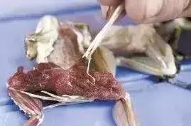 生吃它可以强身健体？这些“民间偏方”真是分分钟要人命！