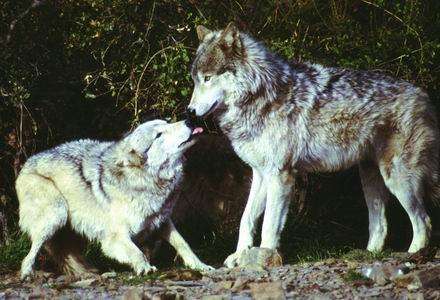 哪些成语包括狼和狈,关于狼狼狈为奸的四字成语