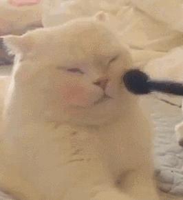 范冰冰张韶涵关晓彤,范冰冰林允袁姗姗