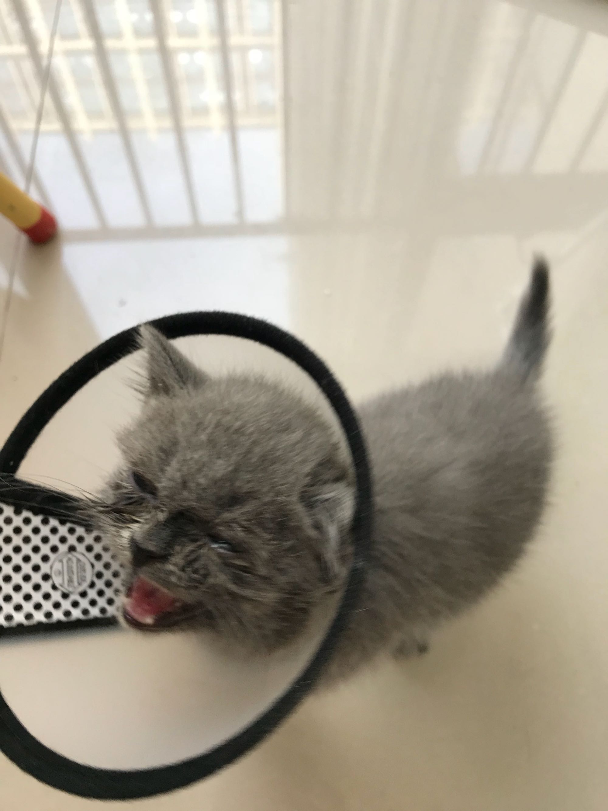 猫咪生病没钱治疗可以丢掉吗,猫咪生病没有钱治该不该扔