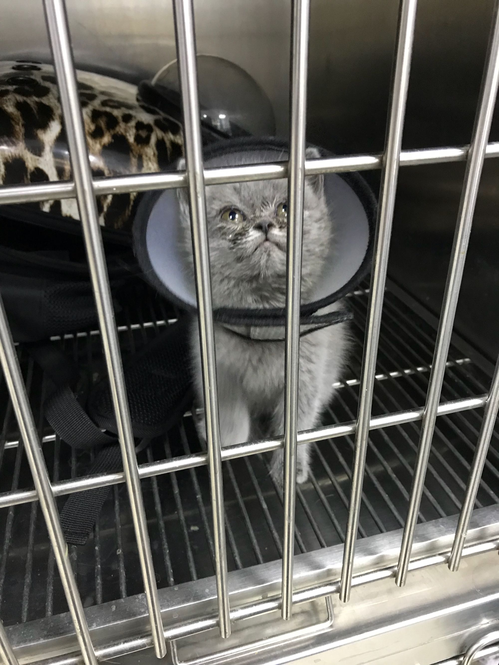 猫咪生病没钱治疗可以丢掉吗,猫咪生病没有钱治该不该扔