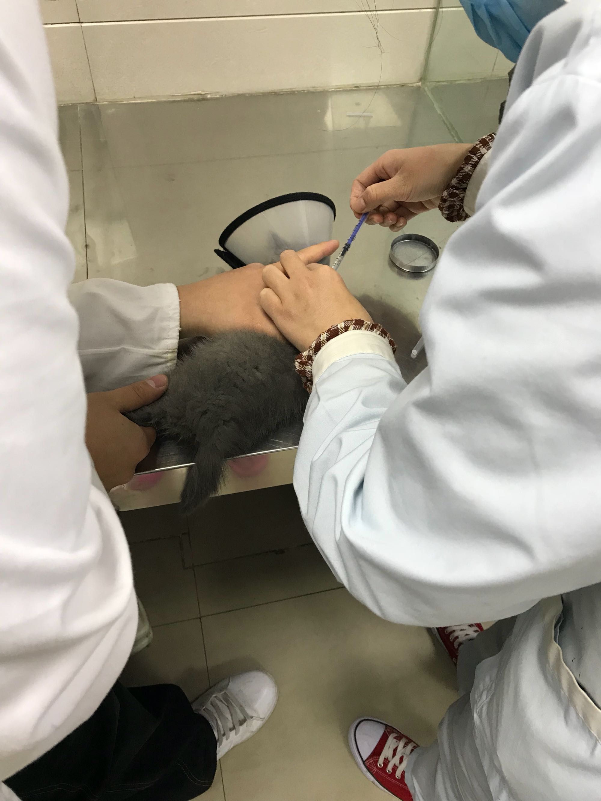 猫咪生病没钱治疗可以丢掉吗,猫咪生病没有钱治该不该扔