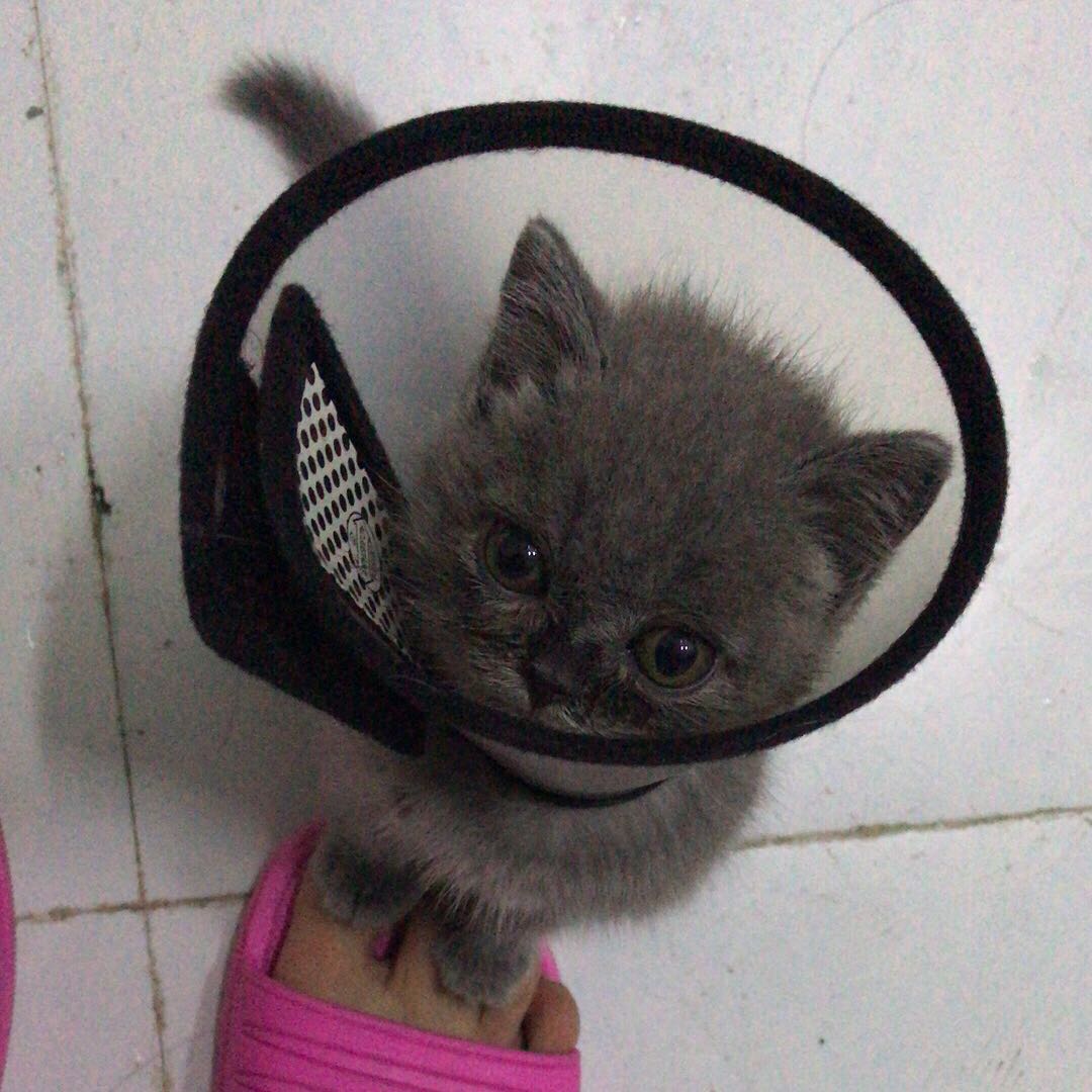 猫咪生病没钱治疗可以丢掉吗,猫咪生病没有钱治该不该扔