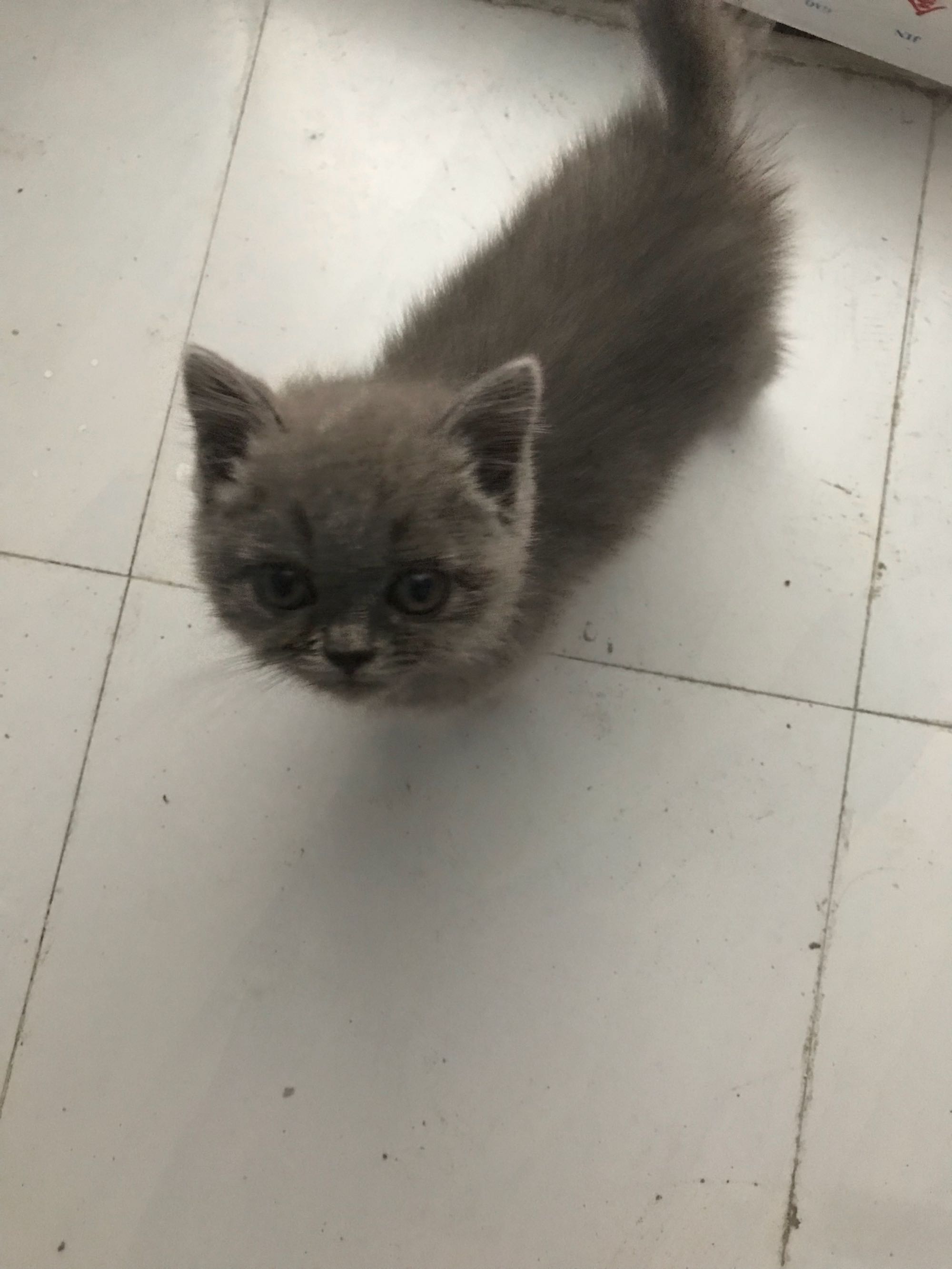 猫咪生病没钱治疗可以丢掉吗,猫咪生病没有钱治该不该扔