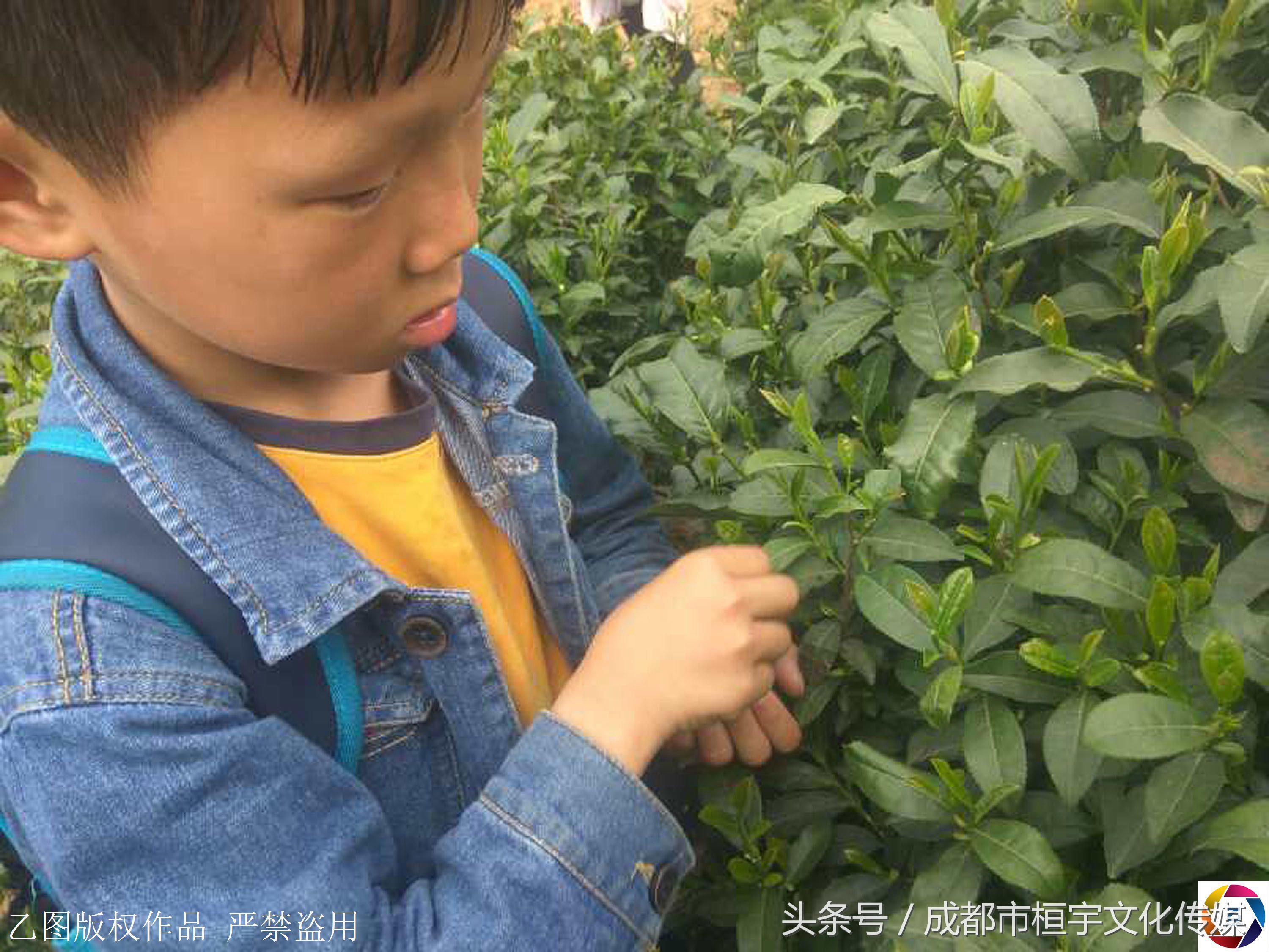 7岁男童每天放学采茶挣钱给哥哥治病，一天仅卖3元钱