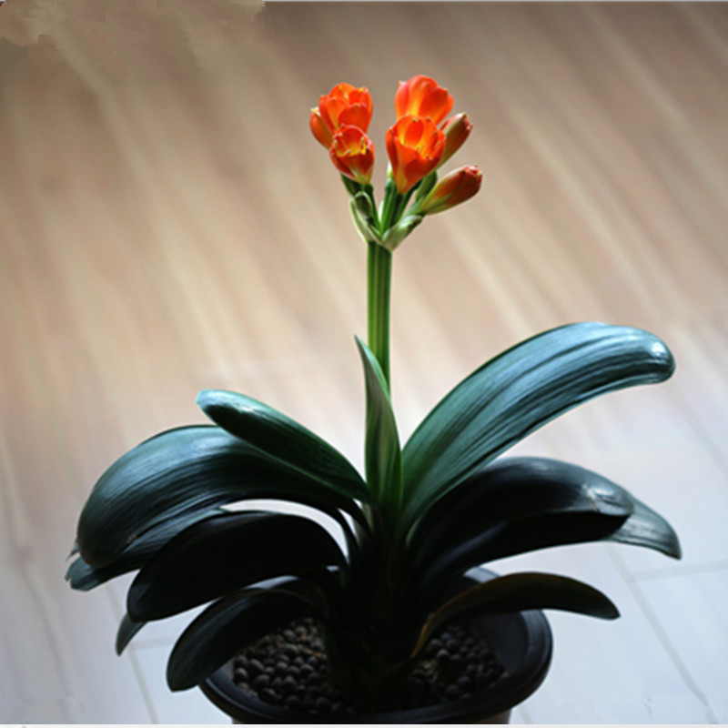 客厅好养的花草植物有哪些,什么花草放在客厅最好