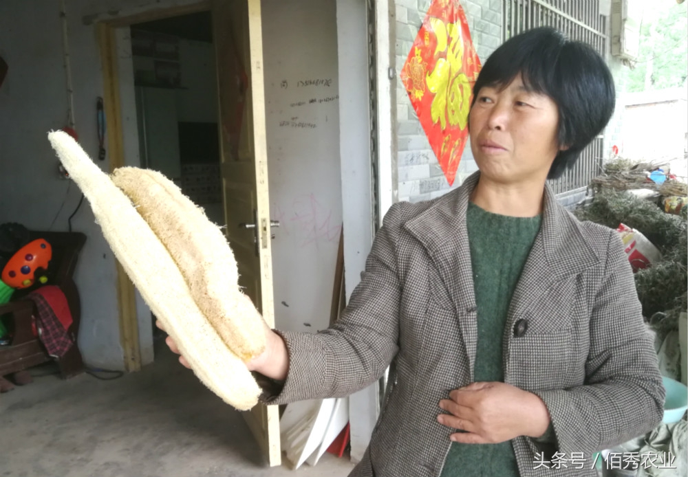 海南丝瓜有人收购吗,老丝瓜收购价格一览表