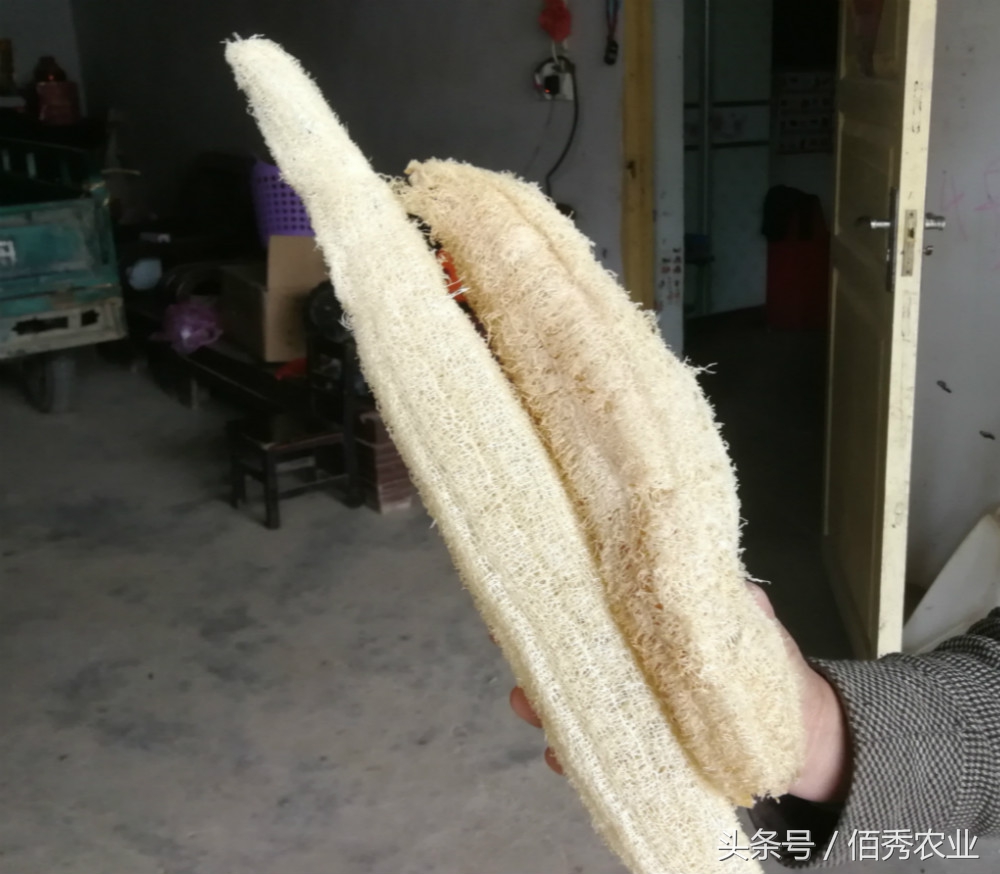 海南丝瓜有人收购吗,老丝瓜收购价格一览表