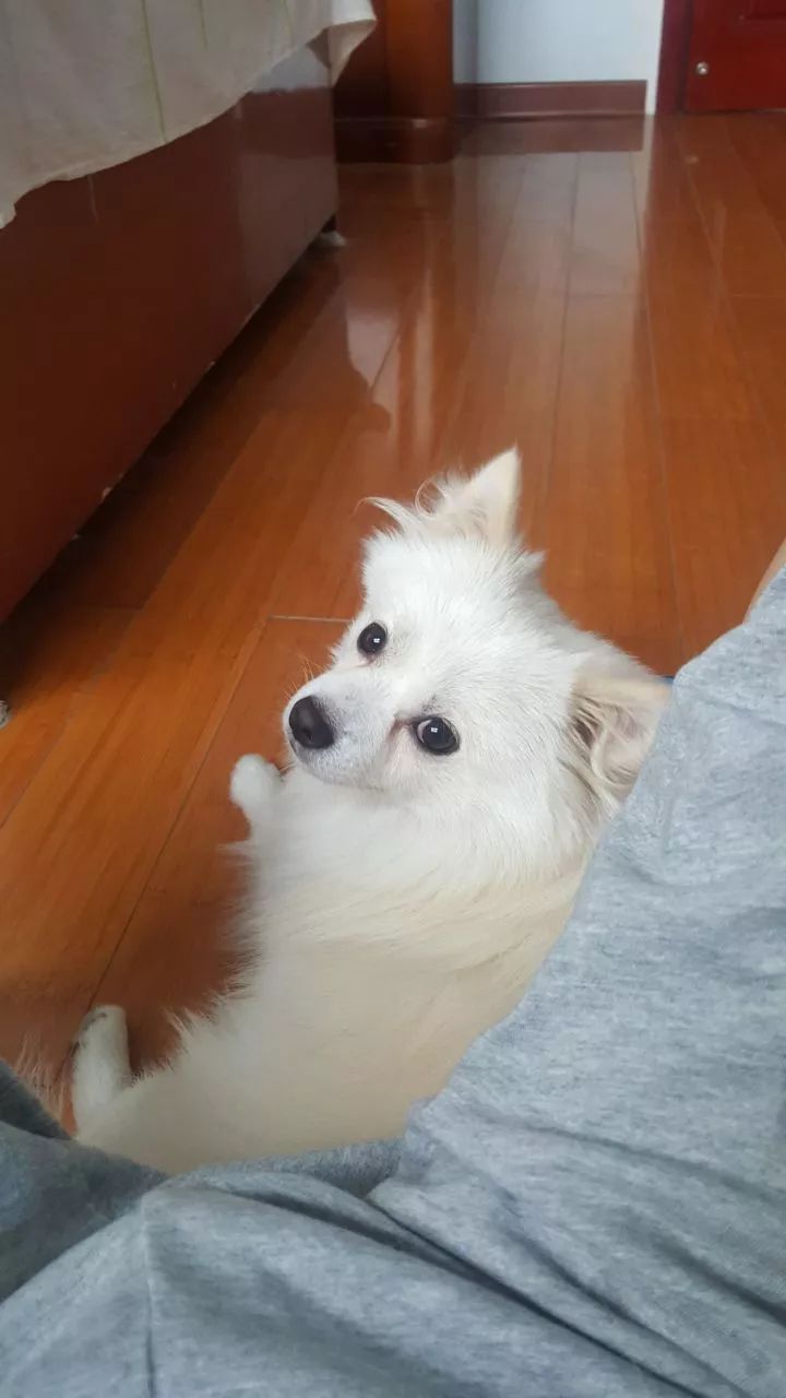 狗狗在家乖乖的一出门就疯了,狗狗在家总是小心翼翼的