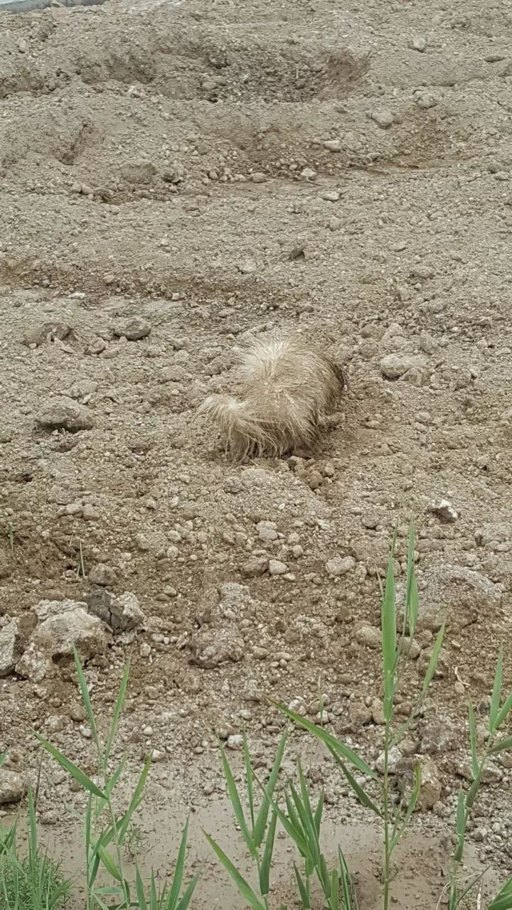 狗狗在家乖乖的一出门就疯了,狗狗在家总是小心翼翼的