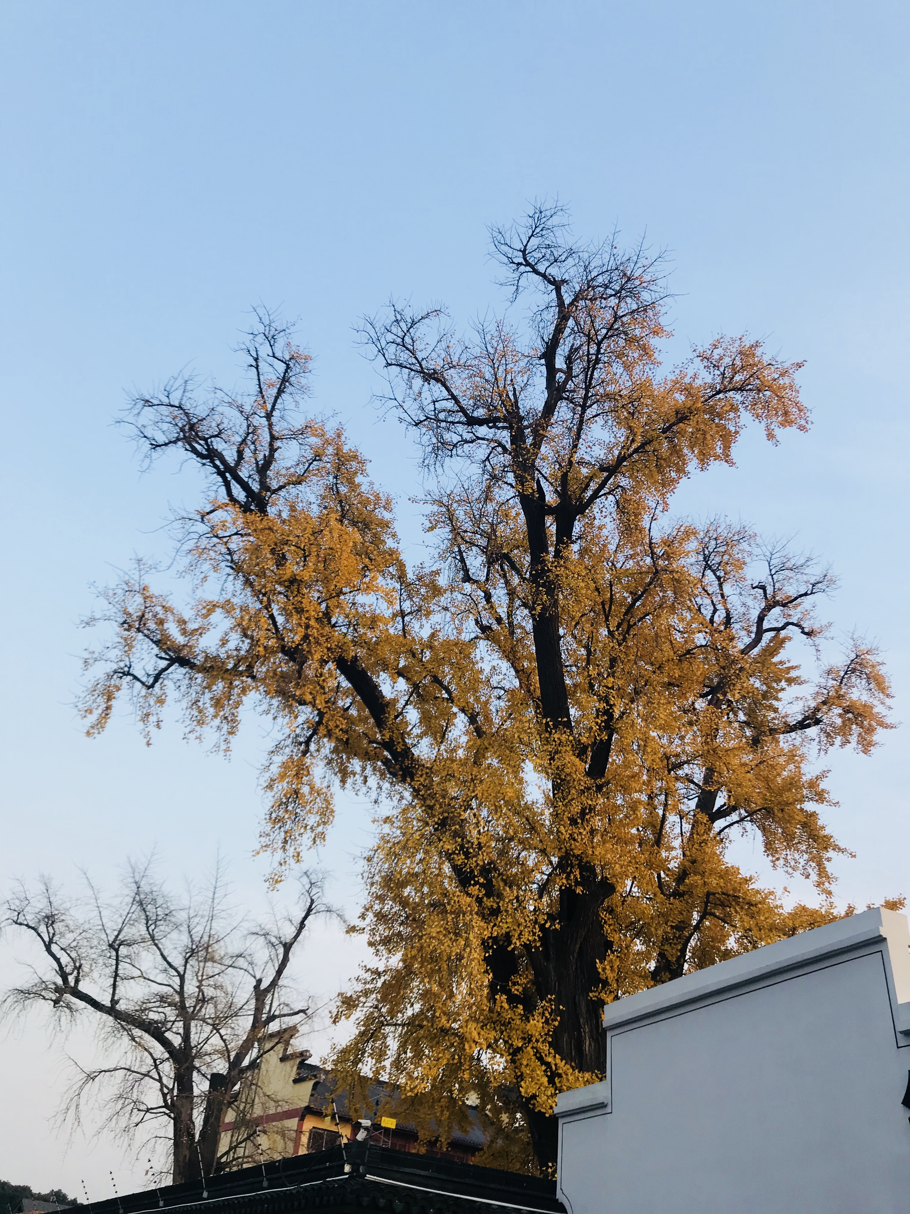 上海市周边有哪些古镇水乡,上海十大古镇排名旅游攻略