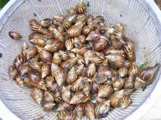 蜗牛有多大?来看看非洲大蜗牛你就知道什么叫大