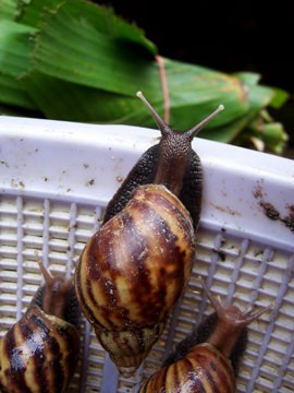 蜗牛有多大?来看看非洲大蜗牛你就知道什么叫大