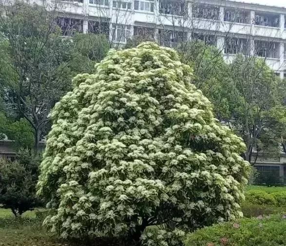 大学校园里面的石楠花,复旦石楠花