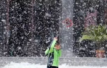 大学校园里面的石楠花,复旦石楠花