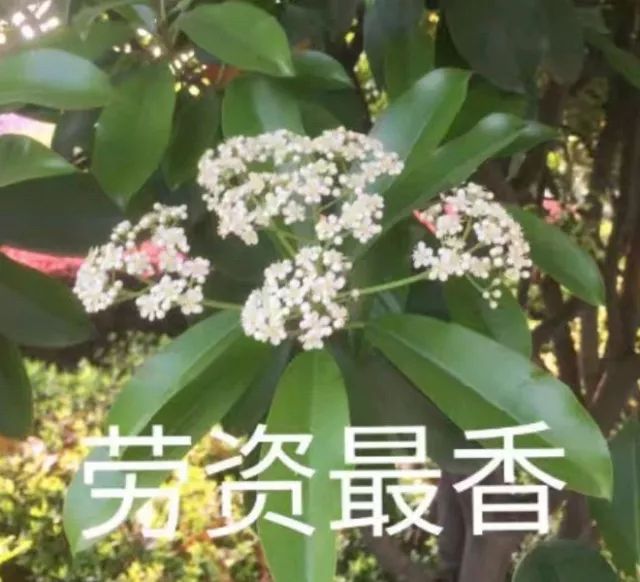 大学校园里面的石楠花,复旦石楠花