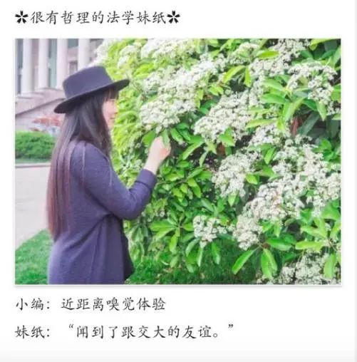 大学校园里面的石楠花,复旦石楠花