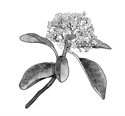 大学校园里面的石楠花,复旦石楠花