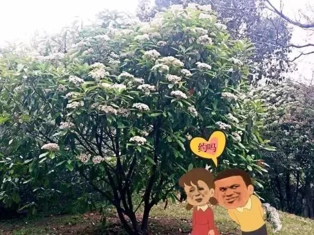 大学校园里面的石楠花,复旦石楠花