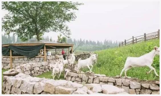 上海香朵开心农场别墅,上海香朵开心农场招聘