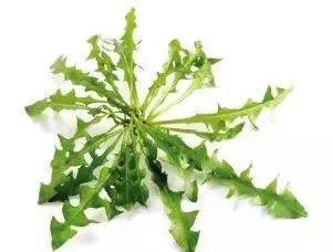 野菜养生食疗食品,野菜山苜楂的养生功效