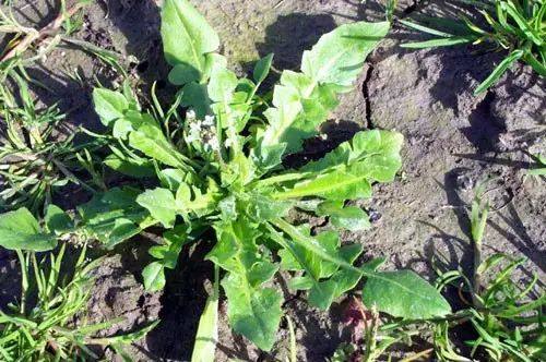 野菜养生食疗食品,野菜山苜楂的养生功效