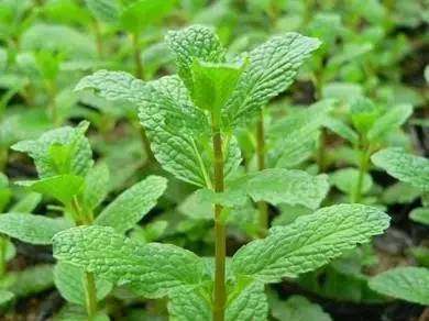 野菜养生食疗食品,野菜山苜楂的养生功效