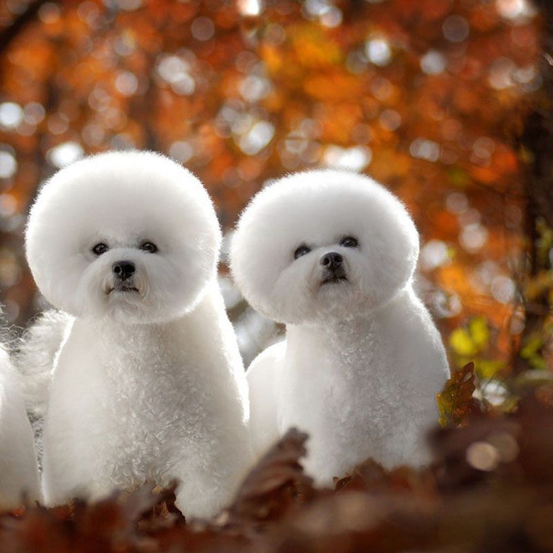 卷毛比熊能值多少钱,卷毛比熊有什么颜色