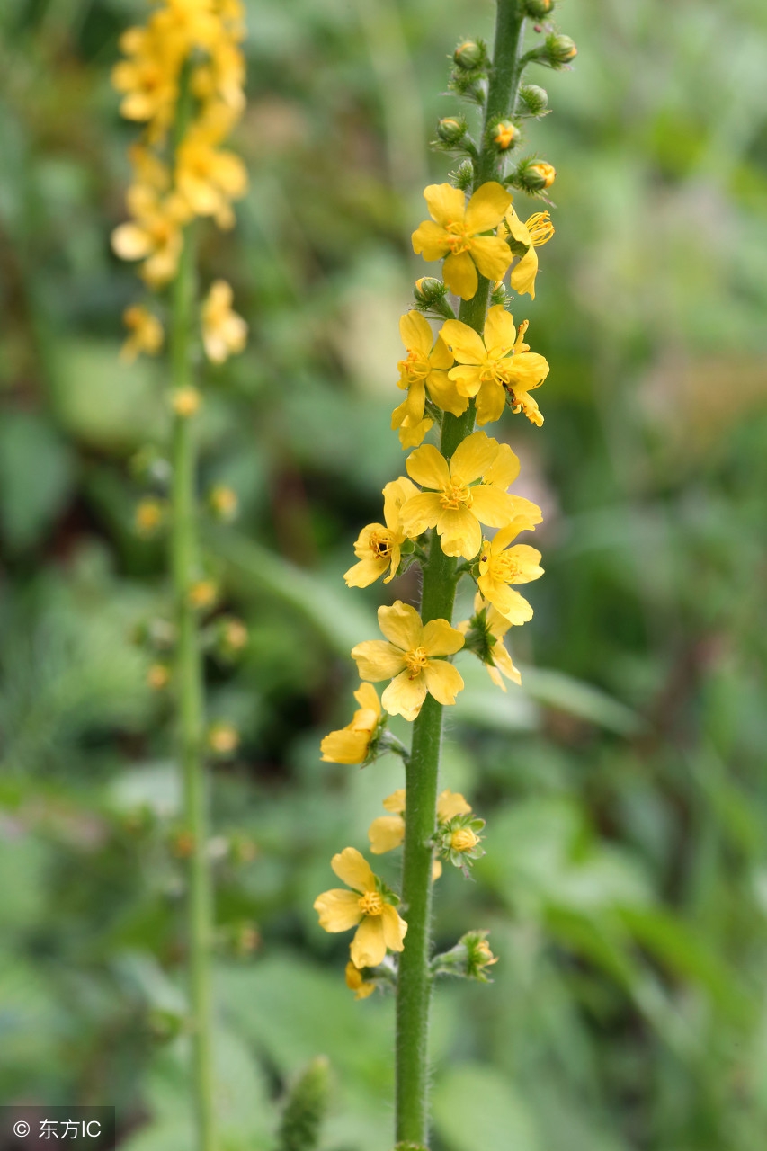 农村最常见最有药用价值的草,农村常见药用价值的草