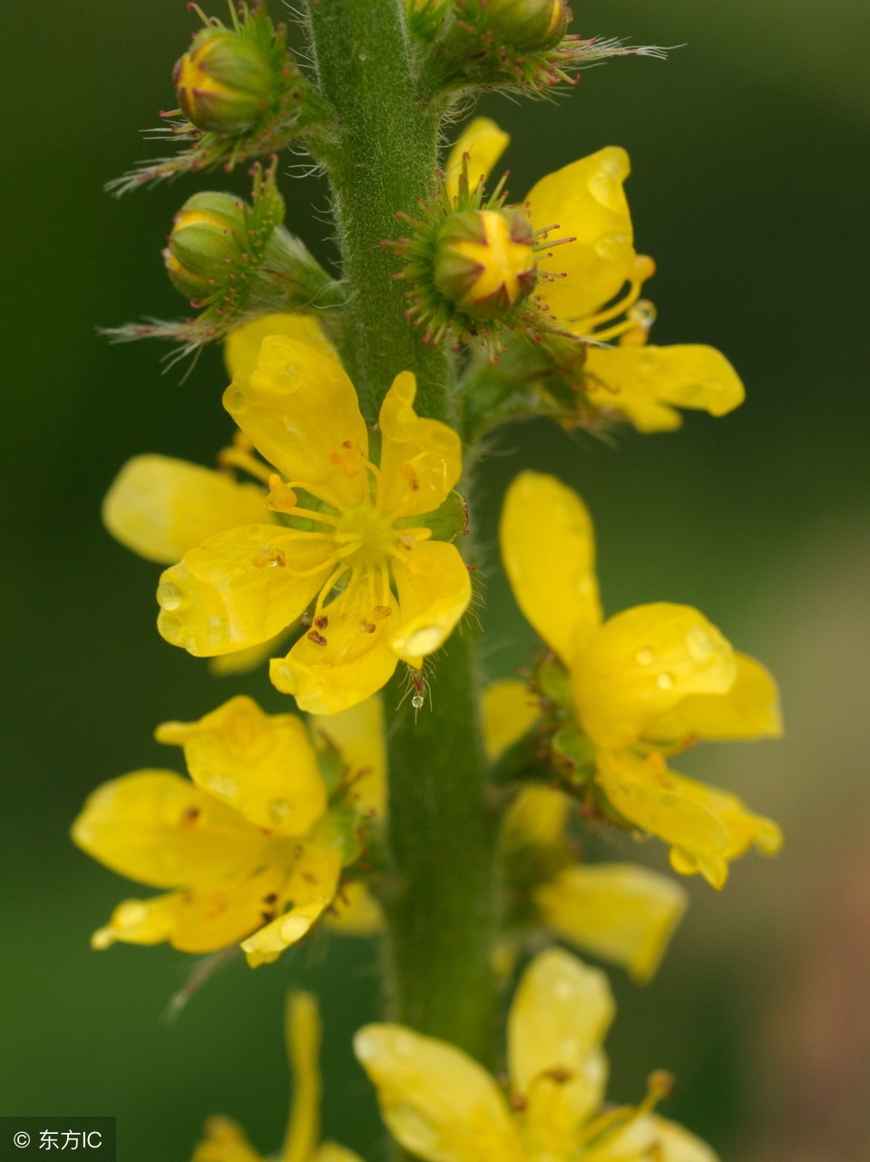 农村最常见最有药用价值的草,农村常见药用价值的草