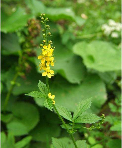农村最常见最有药用价值的草,农村常见药用价值的草