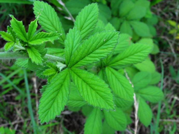 农村最常见最有药用价值的草,农村常见药用价值的草