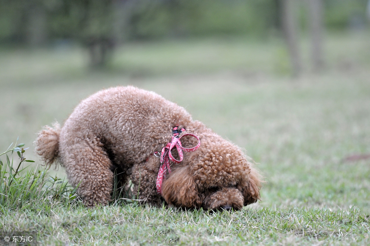 贵宾犬的优点和缺点,贵宾犬优点及缺点