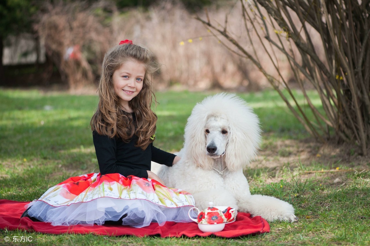 贵宾犬的优点和缺点,贵宾犬优点及缺点