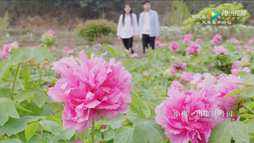 游仙区第五届旅游节,游仙区第六届乡村旅游节