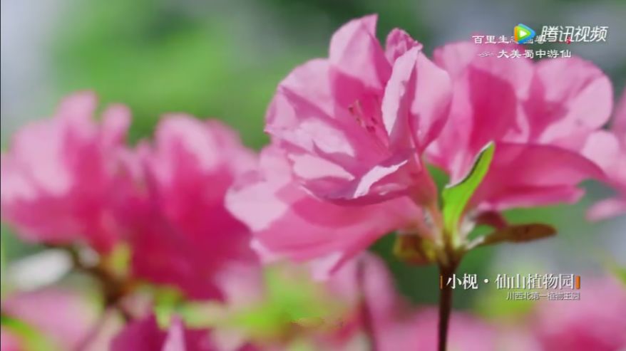 游仙区第五届旅游节,游仙区第六届乡村旅游节