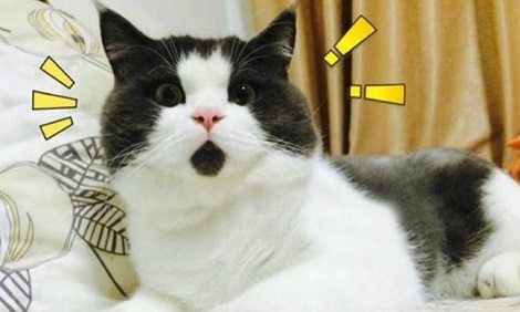 属猫的人是什么属相,十二生肖里面属猫的后面是什么