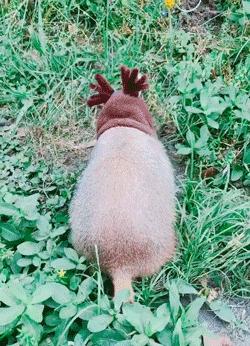 土拨鼠帮奶奶的菜园子除草、松土,累了就躺土里伸个懒腰,晒太阳