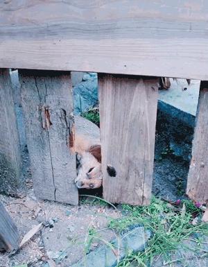 土拨鼠帮奶奶的菜园子除草、松土,累了就躺土里伸个懒腰,晒太阳