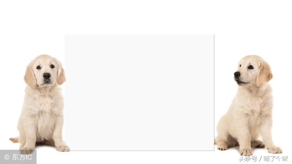 面对狗咬人该怎么做,面对一只狗处理办法