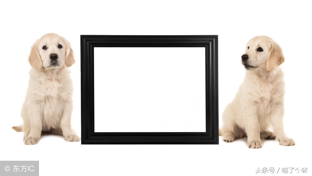 面对狗咬人该怎么做,面对一只狗处理办法