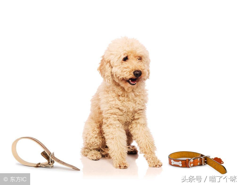 面对狗咬人该怎么做,面对一只狗处理办法