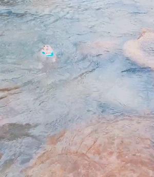 土拨鼠帮奶奶的菜园子除草、松土,累了就躺土里伸个懒腰,晒太阳